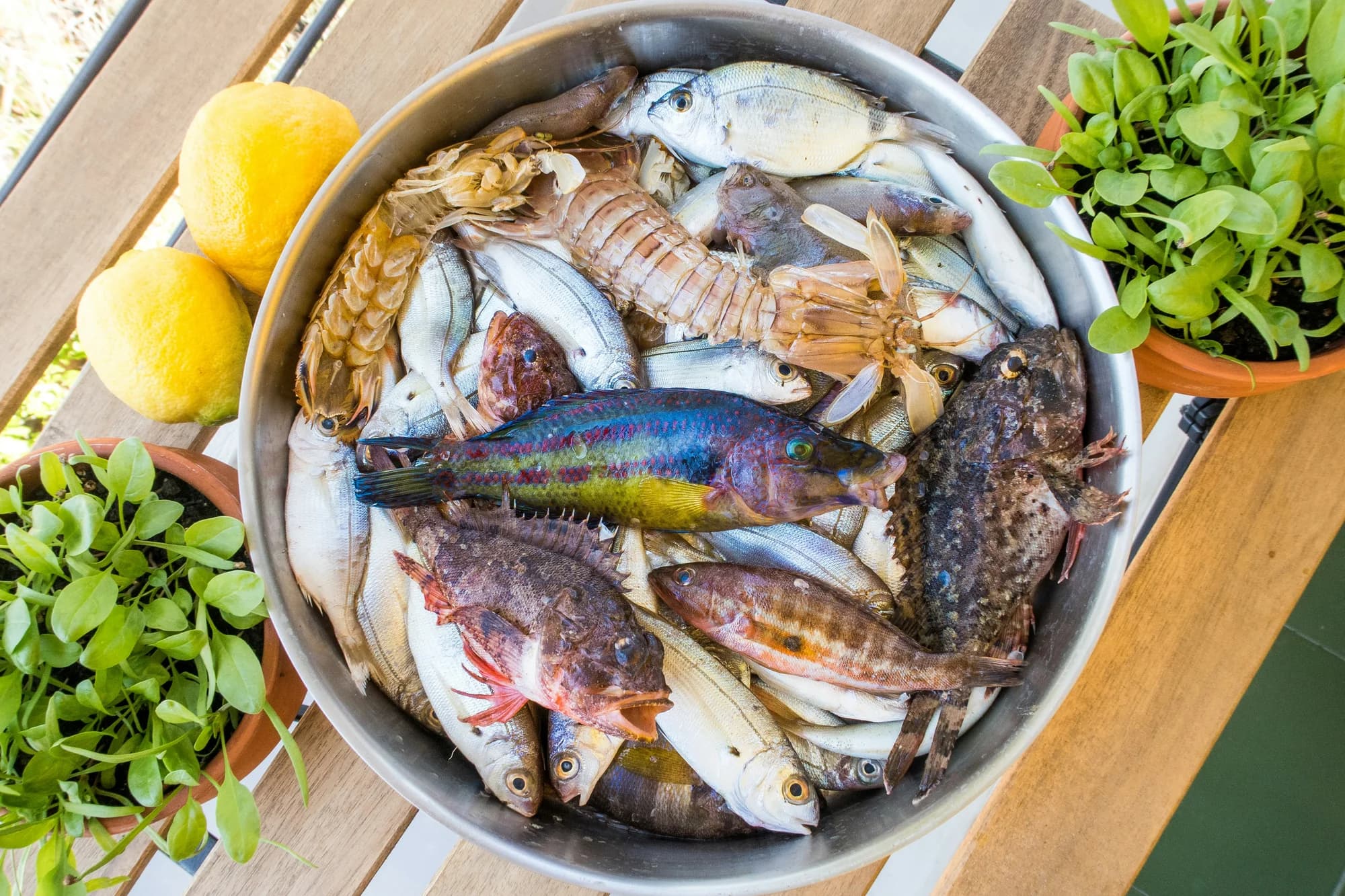 Fresh fish ingredients — representative photo, not taken at Gamba
