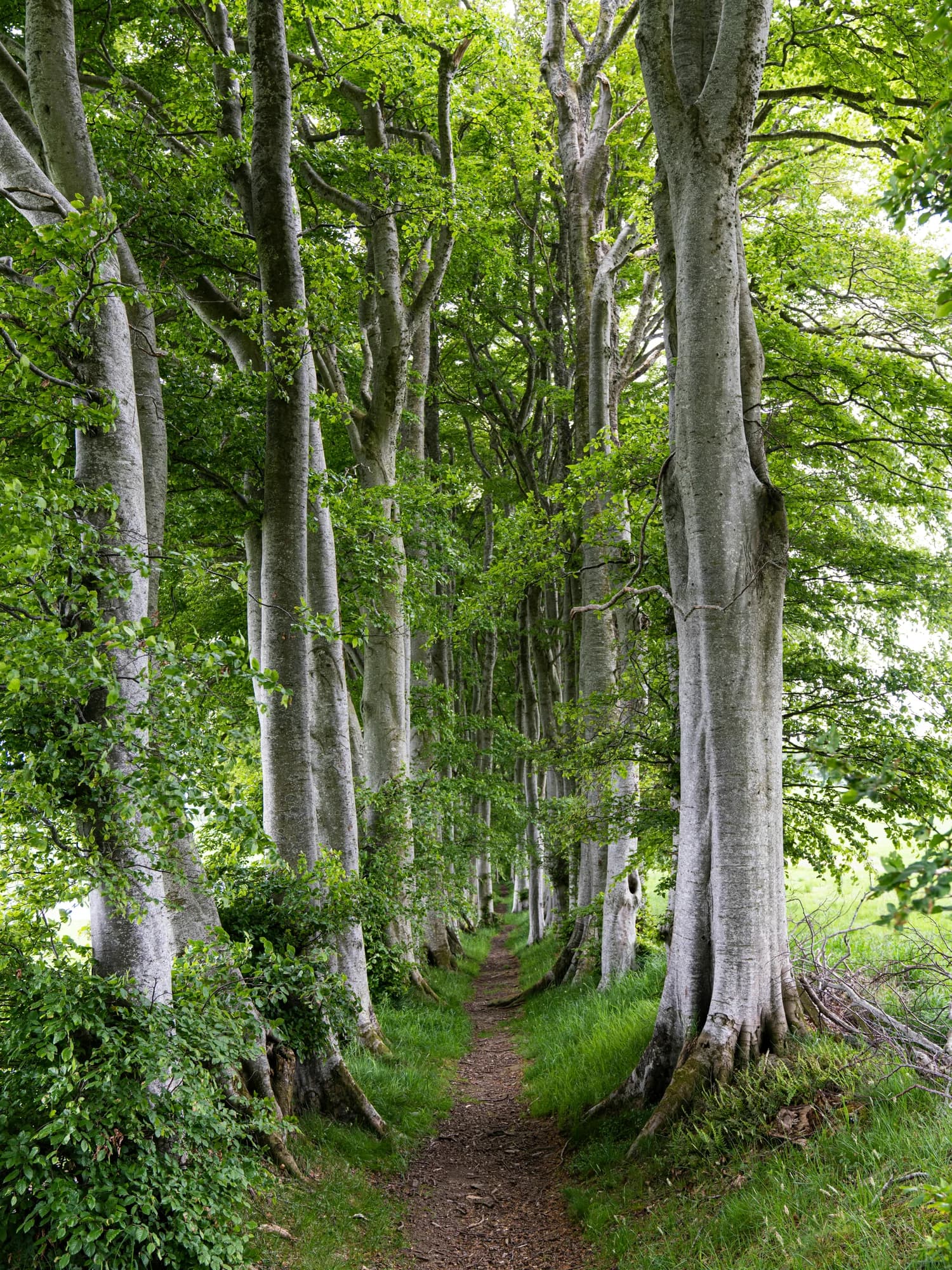 A path through a forest with lots of trees — representative photo, not taken at Garscadden Wood West