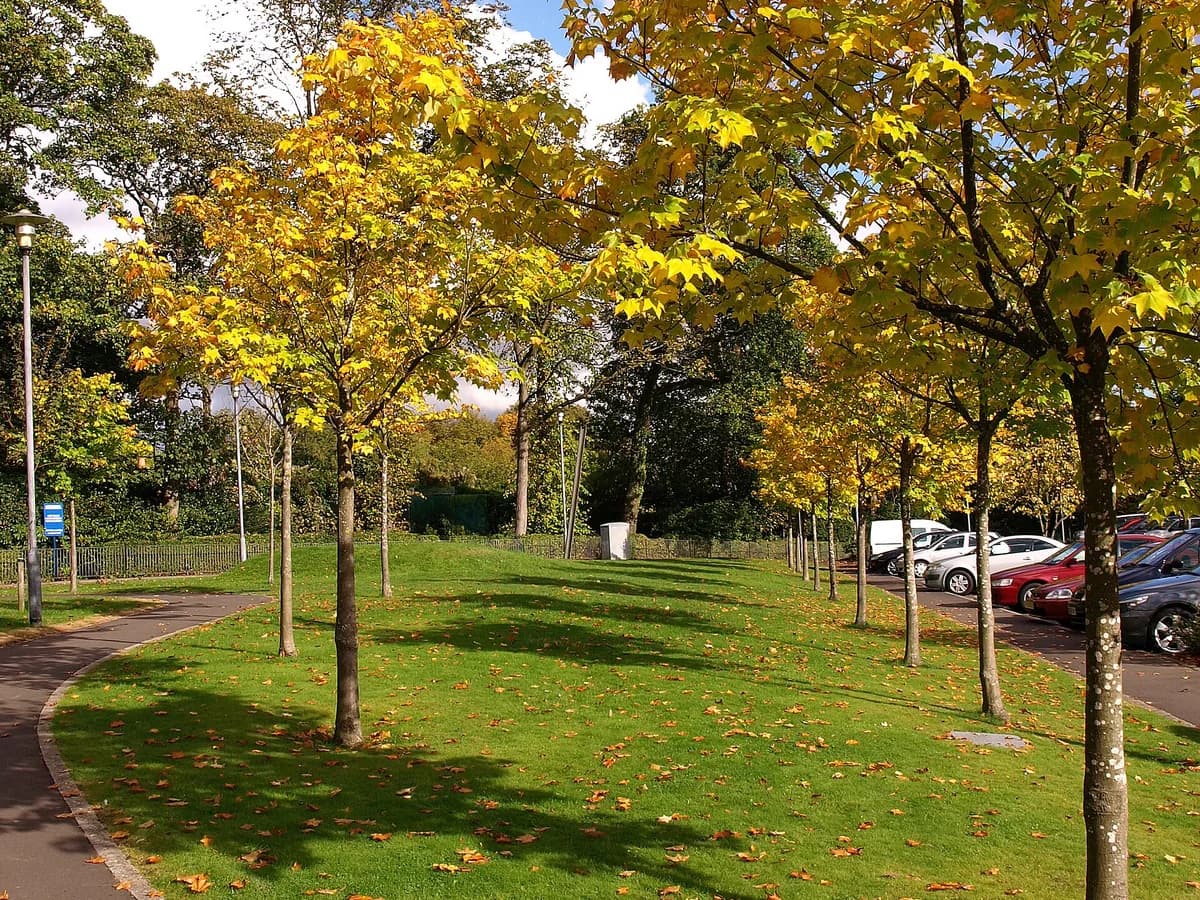 Tree-lined path through Bellahouston Park, Glasgow