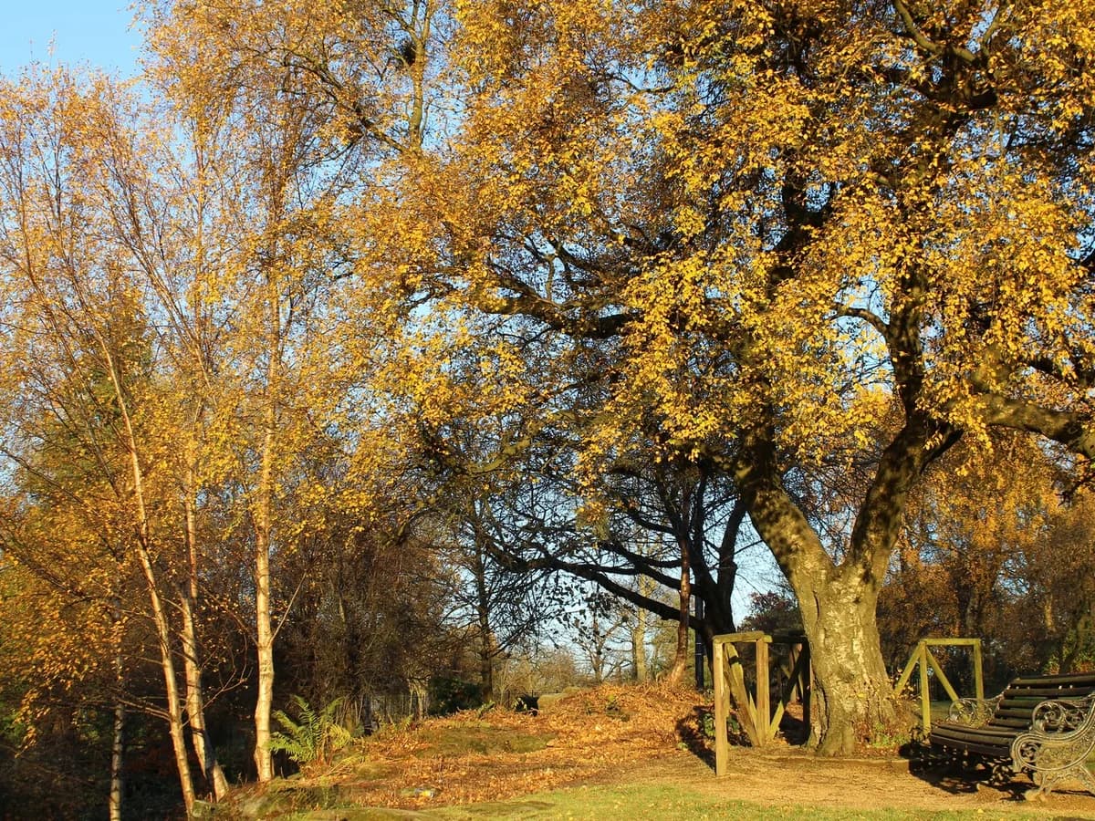 Autumn trees beside a play area in Springburn Park