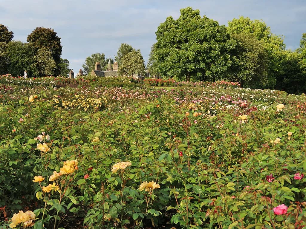 Rose garden in Tollcross Park, Glasgow