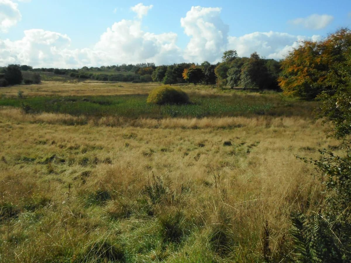 Wetland landscape in Hogganfield Park, Glasgow