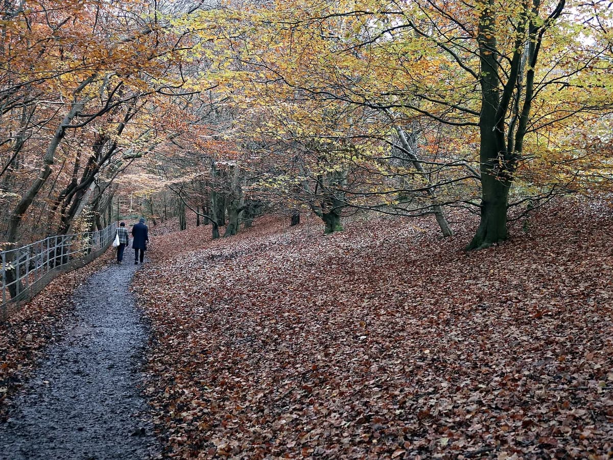Woodland path in Linn Park, Glasgow, in autumn